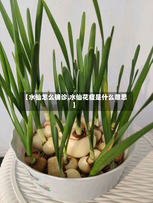 【水仙怎么确诊,水仙花症是什么意思】-第2张图片