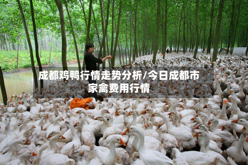 成都鸡鸭行情走势分析/今日成都市家禽费用行情-第2张图片