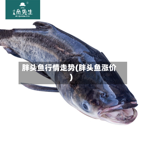 胖头鱼行情走势(胖头鱼涨价)