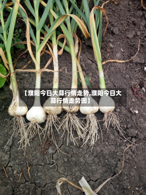 【濮阳今日大蒜行情走势,濮阳今日大蒜行情走势图】