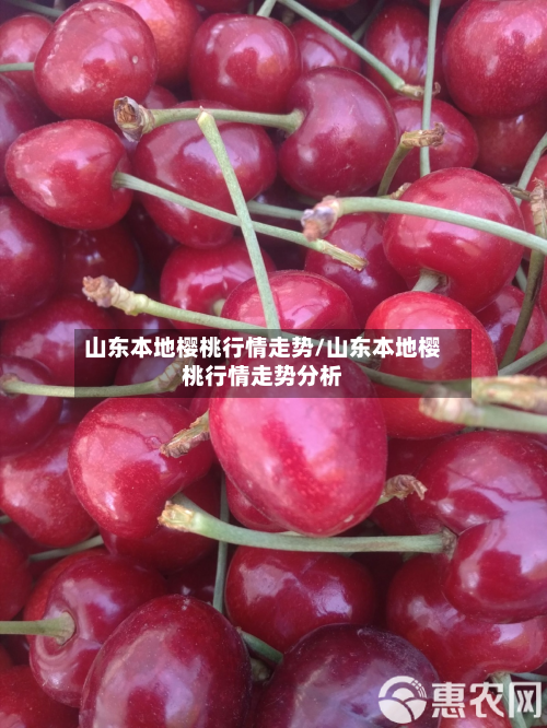 山东本地樱桃行情走势/山东本地樱桃行情走势分析
