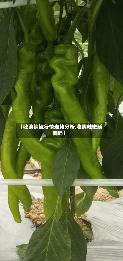 【收购辣椒行情走势分析,收购辣椒赚钱吗】-第3张图片