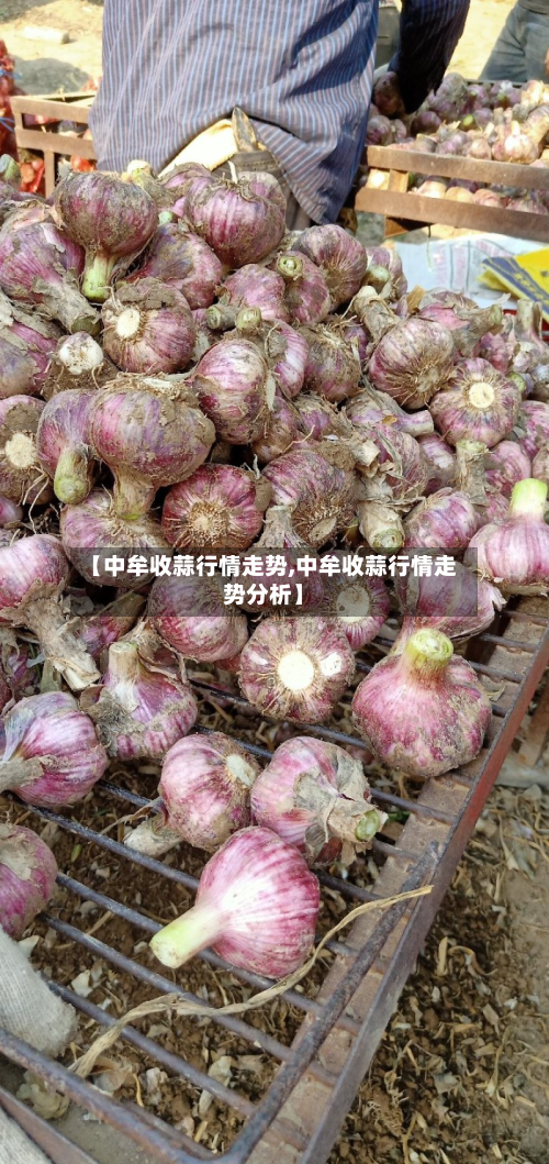 【中牟收蒜行情走势,中牟收蒜行情走势分析】