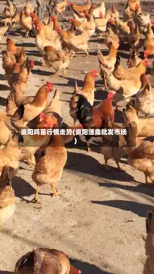 资阳鸡苗行情走势(资阳活禽批发市场)