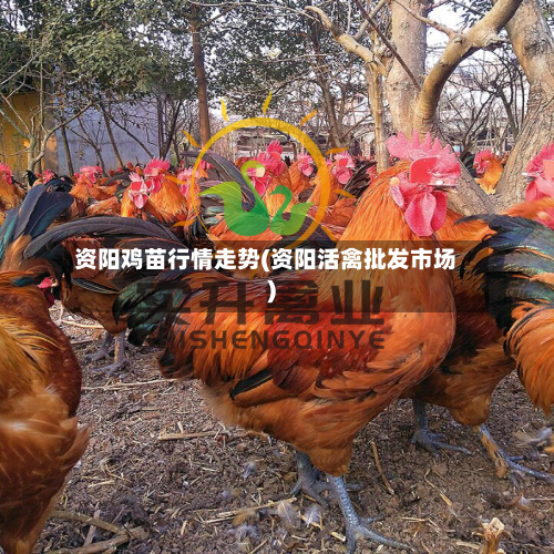资阳鸡苗行情走势(资阳活禽批发市场)-第3张图片