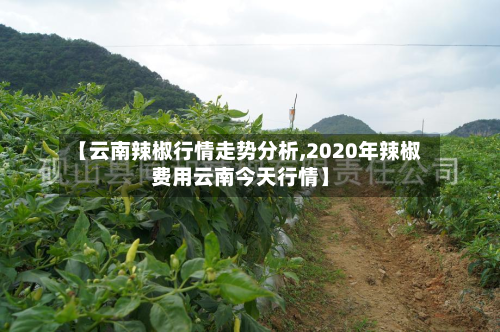 【云南辣椒行情走势分析,2020年辣椒费用云南今天行情】-第3张图片