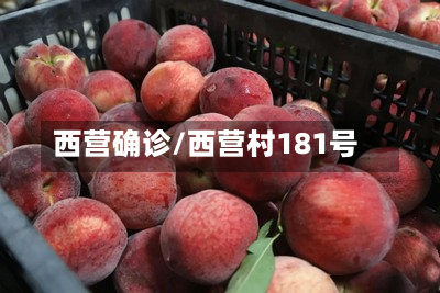 西营确诊/西营村181号-第3张图片