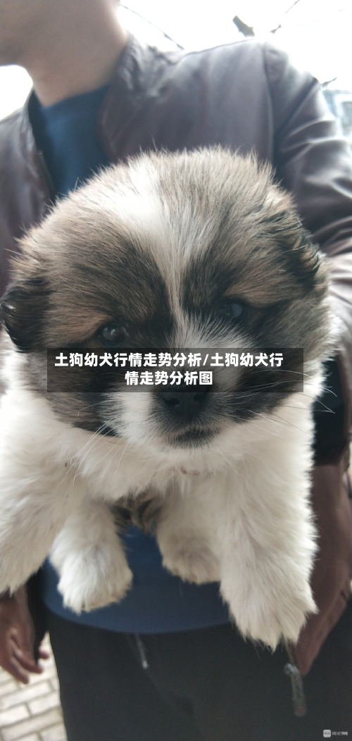 土狗幼犬行情走势分析/土狗幼犬行情走势分析图-第2张图片