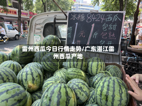 雷州西瓜今日行情走势/广东湛江雷州西瓜产地-第2张图片