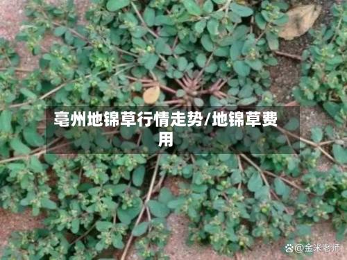 亳州地锦草行情走势/地锦草费用-第2张图片