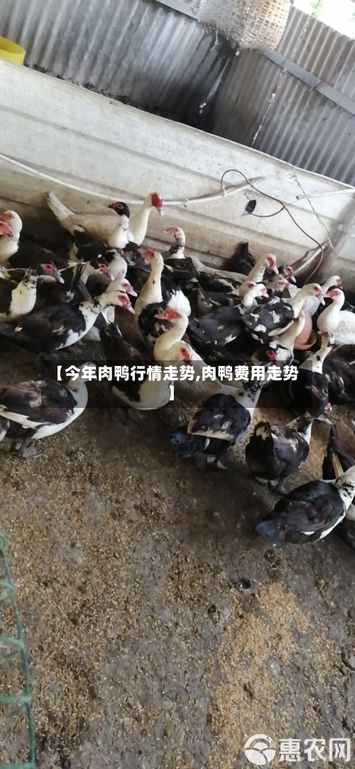 【今年肉鸭行情走势,肉鸭费用走势】