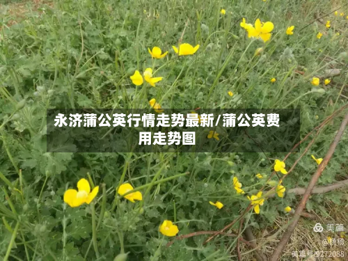 永济蒲公英行情走势最新/蒲公英费用走势图-第3张图片