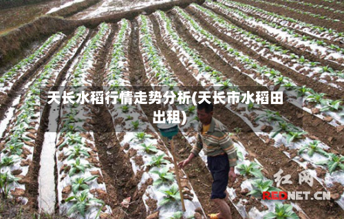 天长水稻行情走势分析(天长市水稻田出租)-第2张图片