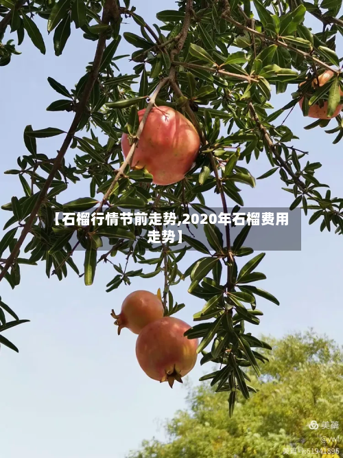 【石榴行情节前走势,2020年石榴费用走势】-第3张图片
