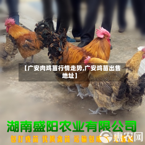 【广安肉鸡苗行情走势,广安鸡苗出售地址】