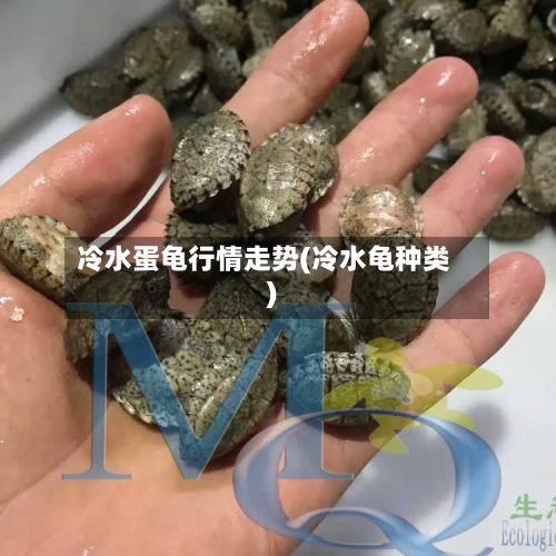 冷水蛋龟行情走势(冷水龟种类)