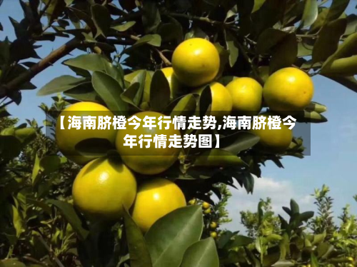 【海南脐橙今年行情走势,海南脐橙今年行情走势图】-第2张图片