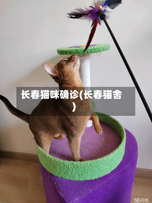 长春猫咪确诊(长春猫舍)