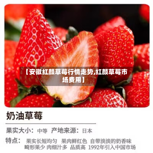 【安徽红颜草莓行情走势,红颜草莓市场费用】