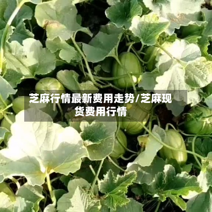芝麻行情最新费用走势/芝麻现货费用行情