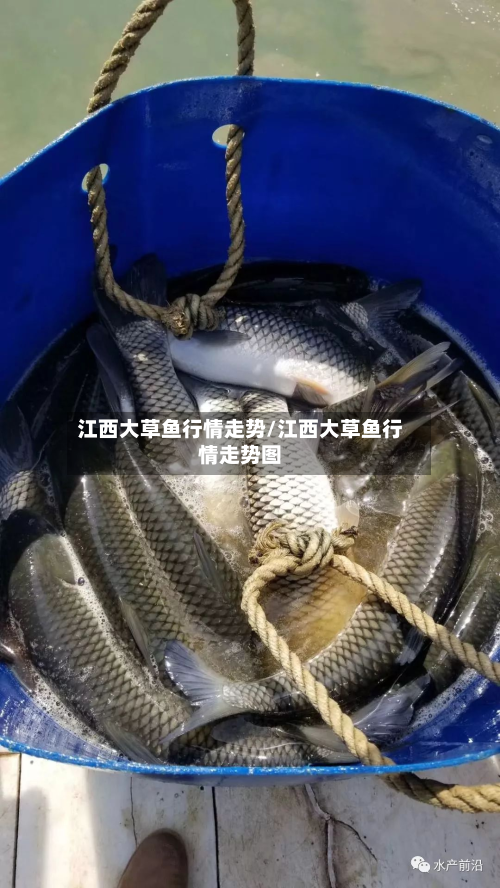 江西大草鱼行情走势/江西大草鱼行情走势图-第2张图片