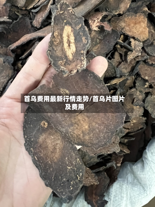 首乌费用最新行情走势/首乌片图片及费用