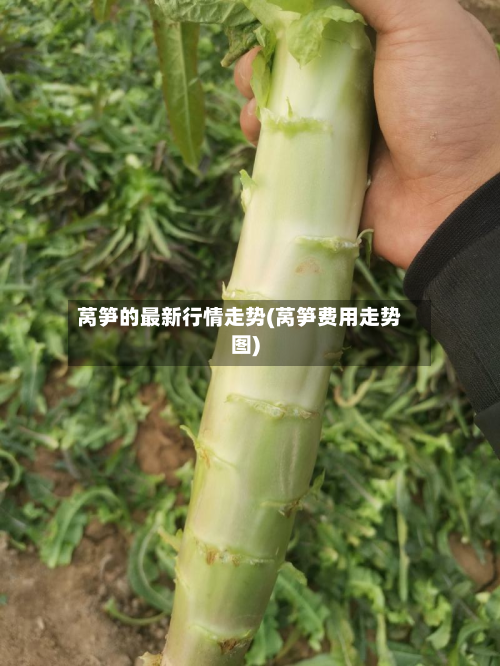 莴笋的最新行情走势(莴笋费用走势图)-第3张图片