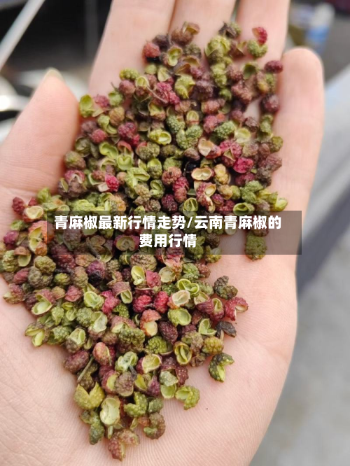 青麻椒最新行情走势/云南青麻椒的费用行情-第2张图片