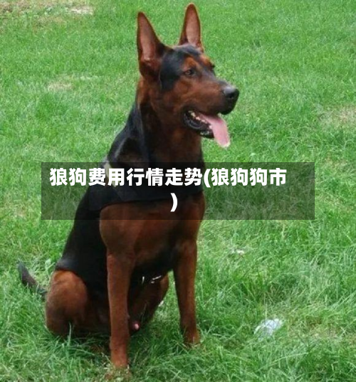 狼狗费用行情走势(狼狗狗市)