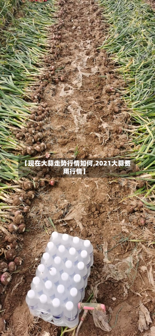 【现在大蒜走势行情如何,2021大蒜费用行情】