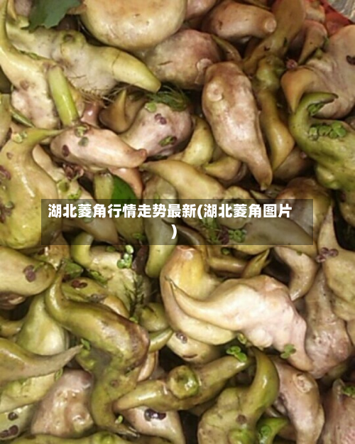 湖北菱角行情走势最新(湖北菱角图片)