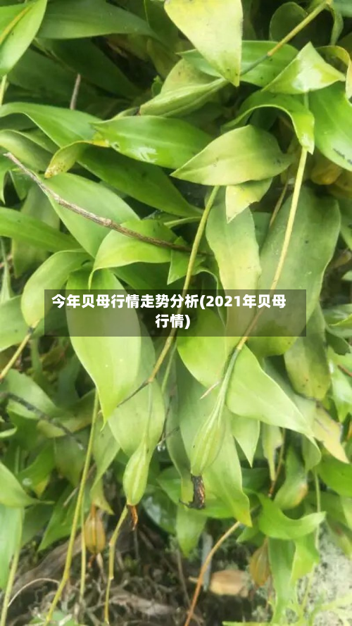 今年贝母行情走势分析(2021年贝母行情)-第2张图片