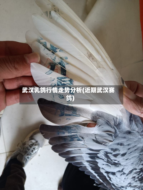 武汉乳鸽行情走势分析(近期武汉赛鸽)