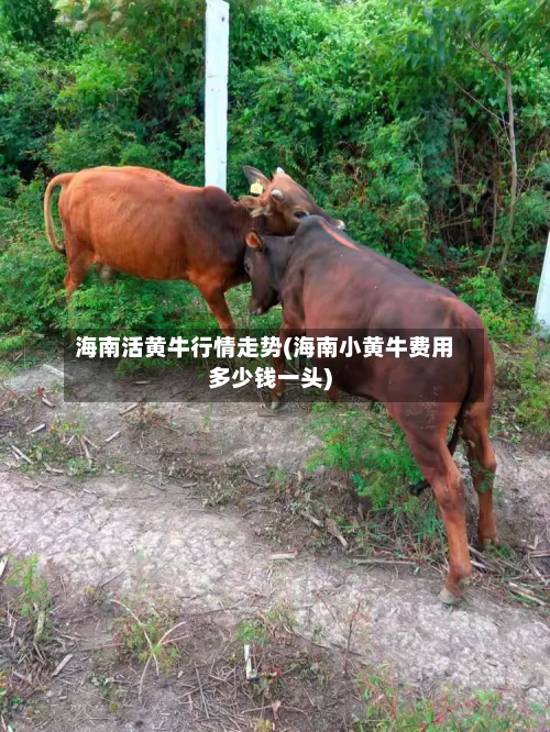 海南活黄牛行情走势(海南小黄牛费用多少钱一头)
