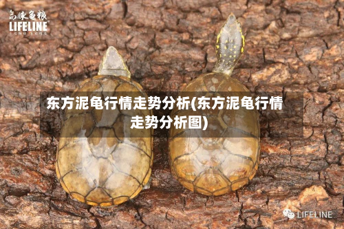 东方泥龟行情走势分析(东方泥龟行情走势分析图)