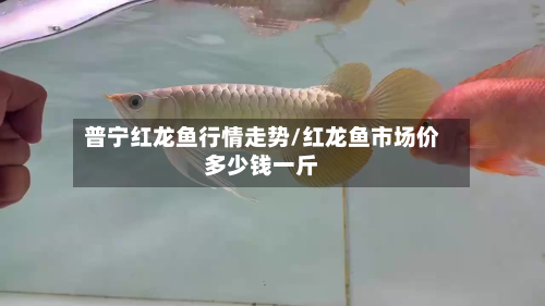 普宁红龙鱼行情走势/红龙鱼市场价多少钱一斤-第2张图片