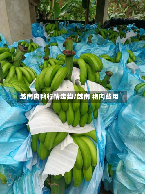 越南肉鸭行情走势/越南 猪肉费用