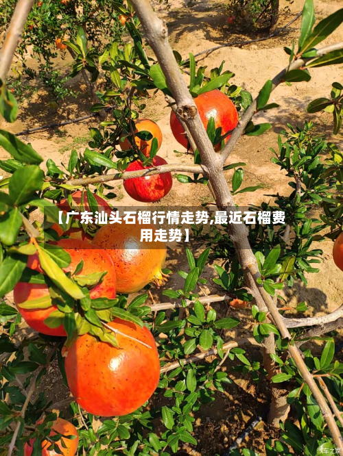 【广东汕头石榴行情走势,最近石榴费用走势】
