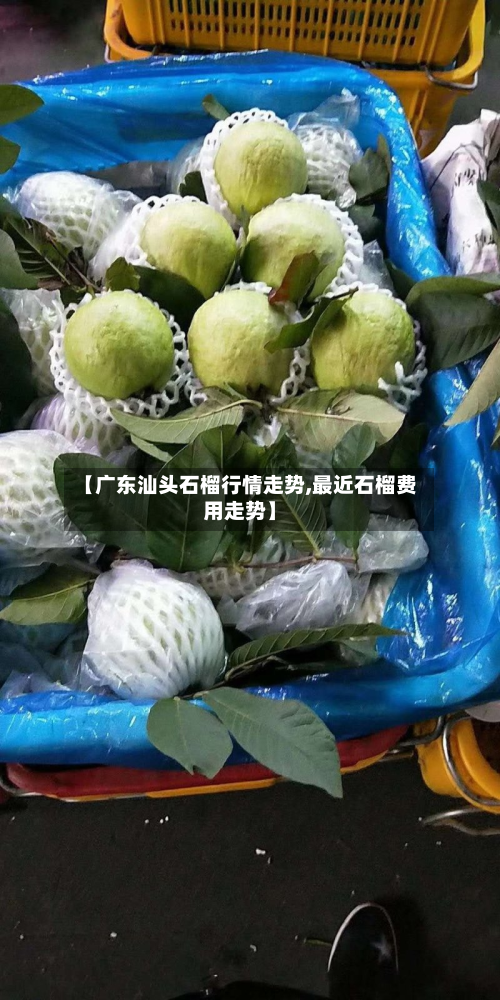 【广东汕头石榴行情走势,最近石榴费用走势】-第3张图片