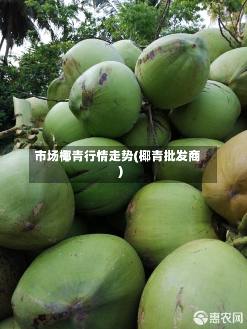 市场椰青行情走势(椰青批发商)-第3张图片