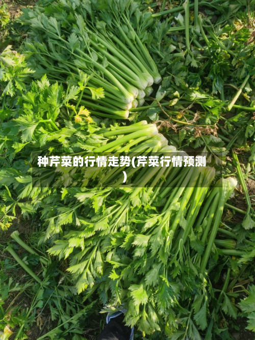 种芹菜的行情走势(芹菜行情预测)-第3张图片