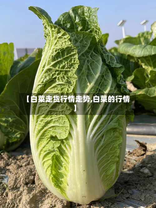 【白菜走货行情走势,白菜的行情】