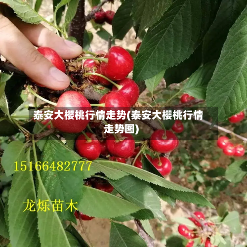 泰安大樱桃行情走势(泰安大樱桃行情走势图)-第3张图片