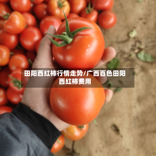 田阳西红柿行情走势/广西百色田阳西红柿费用-第2张图片