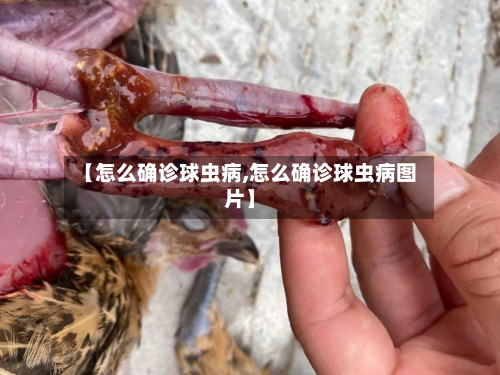 【怎么确诊球虫病,怎么确诊球虫病图片】