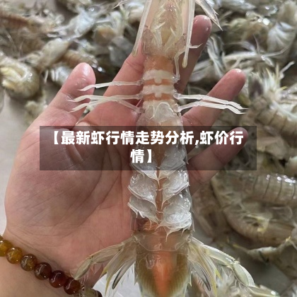 【最新虾行情走势分析,虾价行情】-第2张图片