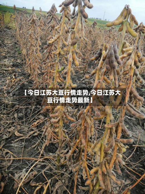 【今日江苏大豆行情走势,今日江苏大豆行情走势最新】