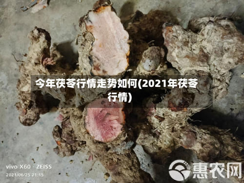 今年茯苓行情走势如何(2021年茯苓行情)