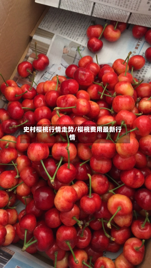 史村樱桃行情走势/樱桃费用最新行情-第2张图片