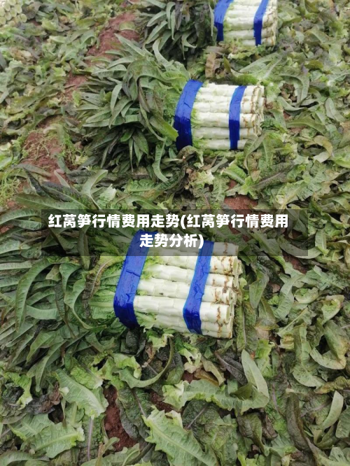红莴笋行情费用走势(红莴笋行情费用走势分析)